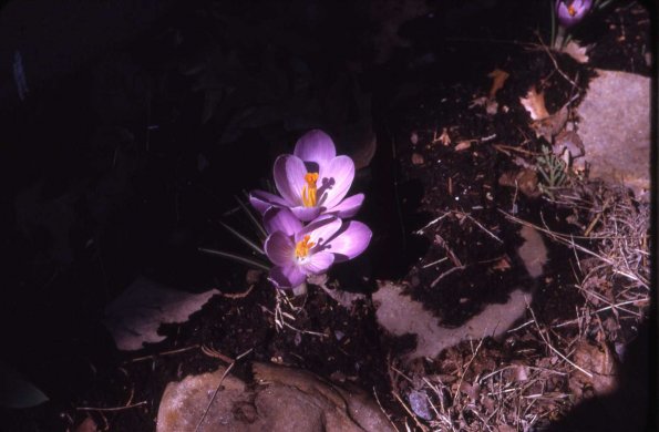 s1_001_FlowerSideOfFrontPorch