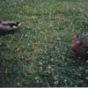 Ducks001