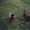 Ducks002