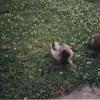 Ducks003