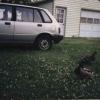 Ducks005