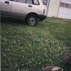 Ducks006