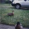 Ducks007