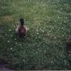 Ducks008