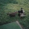 Ducks009