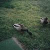 Ducks010