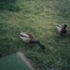 Ducks011