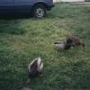 Ducks013