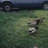 Ducks014