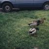 Ducks015