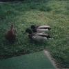 Ducks016