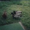 Ducks017