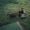 Ducks018