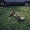 Ducks019