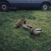 Ducks020