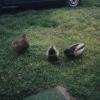 Ducks021
