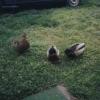 Ducks022