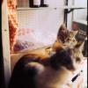 VeniceWW_Slides_120